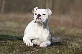BOULEDOGUE AMERICAIN 010